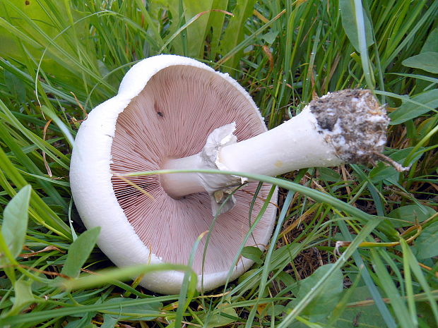 pečiarka Agaricus sp.