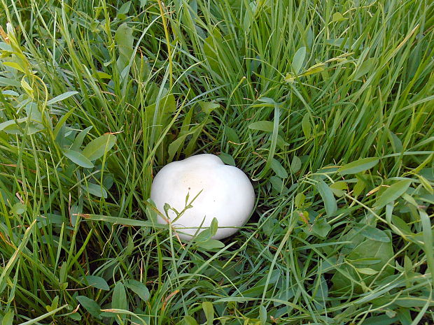 pečiarka Agaricus sp.