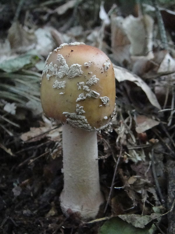 muchotrávka červenkastá Amanita rubescens Pers.