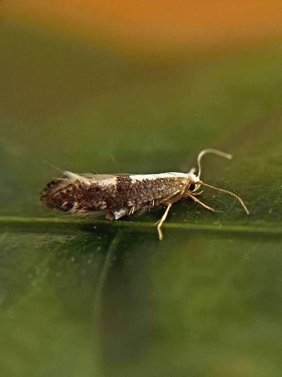 priadzovček krovinový Argyresthia spinosella Stainton, 1849