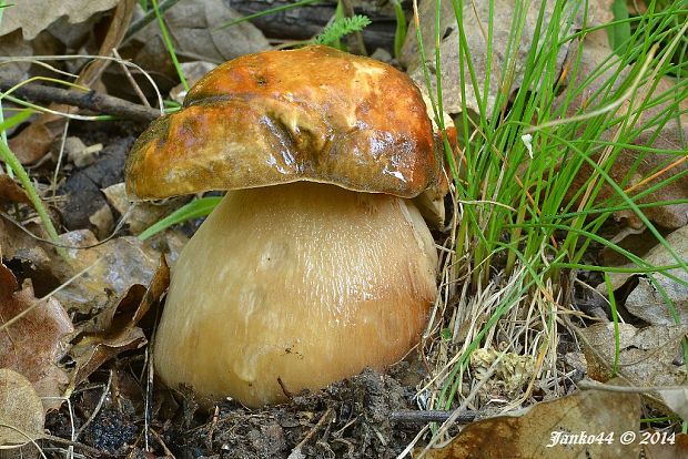 hríb bronzový Boletus aereus Bull. ex Fr.