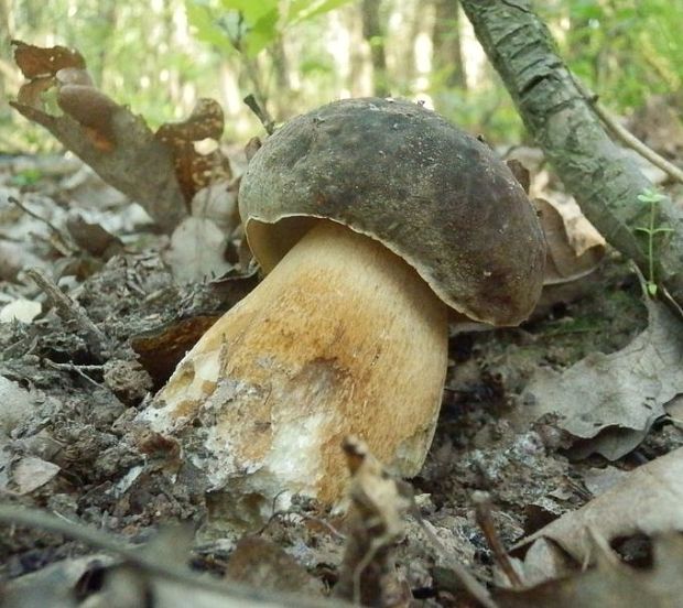 hríb bronzový Boletus aereus Bull. ex Fr.