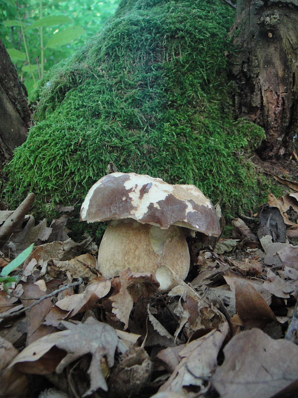 hríb bronzový Boletus aereus Bull. ex Fr.