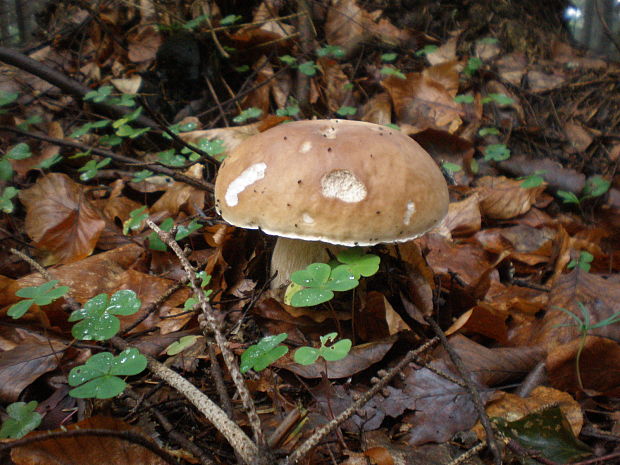 hríb smrekový Boletus edulis Bull.