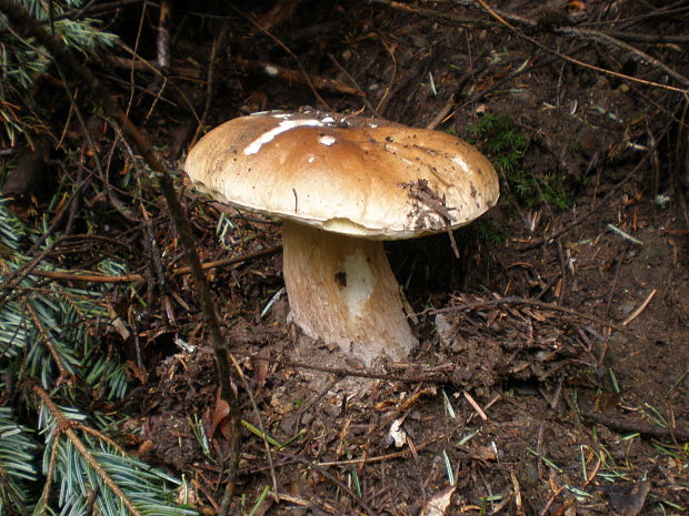 hríb smrekový Boletus edulis Bull.