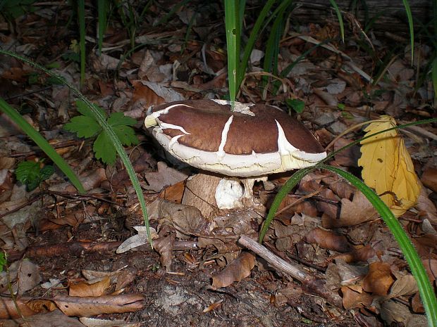 hríb dubový Boletus reticulatus Schaeff.