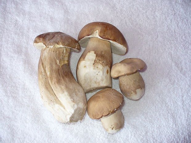 hríb dubový Boletus reticulatus Schaeff.