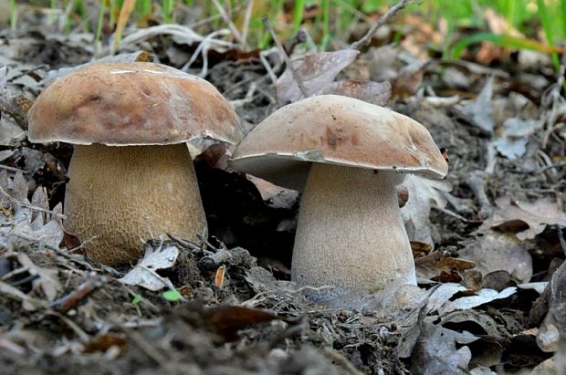 hríb dubový Boletus reticulatus Schaeff.