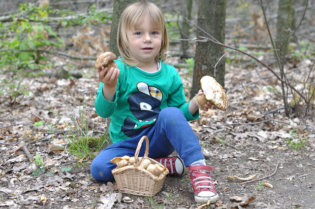 hríb dubový Boletus reticulatus Schaeff.