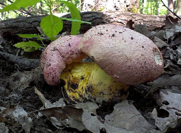 hríb kráľovský Butyriboletus regius (Krombh.) D. Arora & J.L. Frank