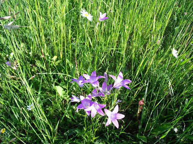 zvonček konáristý Campanula patula L.