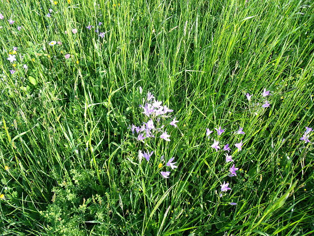 zvonček konáristý Campanula patula L.