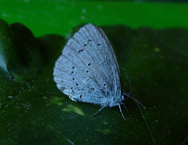 modráčik krušinový Celastrina argiolus