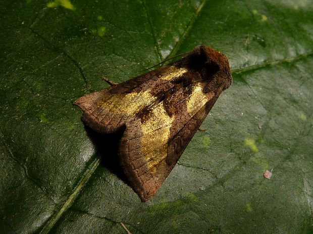 mora zlatistá Diachrysia chrysitis