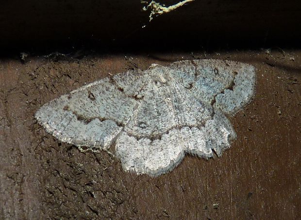 šerokřídlec skvrnopásný/rozchodníkový Elophos vittaria/ambiguata