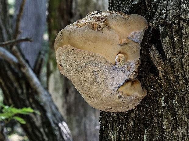 ohňovec mohutný Fomitiporia robusta (P. Karst.) Fiasson & Niemelä