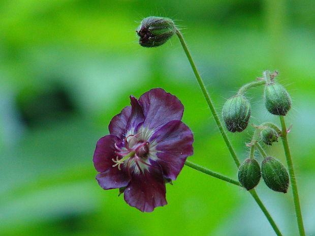 pakost hnedočervený Geranium phaeum L.