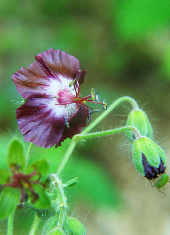 pakost hnedočervený Geranium phaeum L.