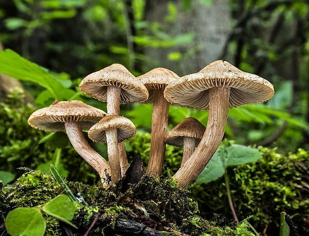 vláknica Inocybe sp.