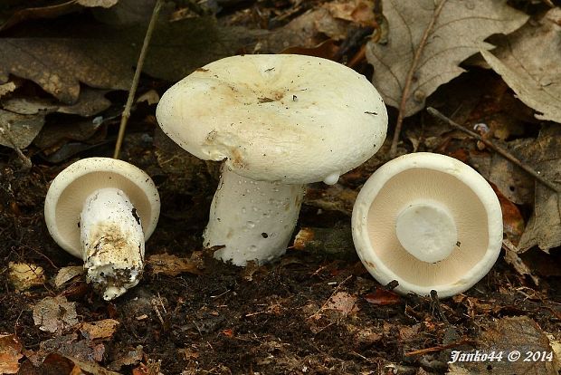 rýdzik korenistý Lactarius piperatus (L.) Pers.