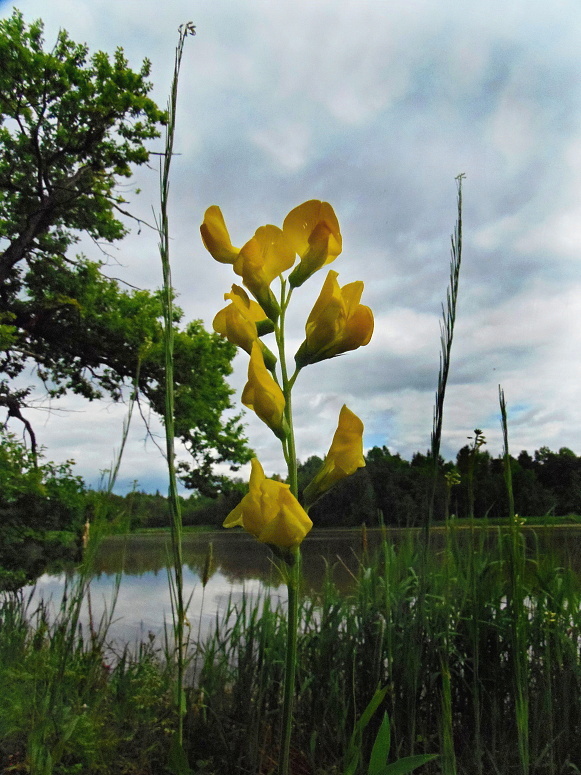 hrachor lúčny Lathyrus pratensis L.