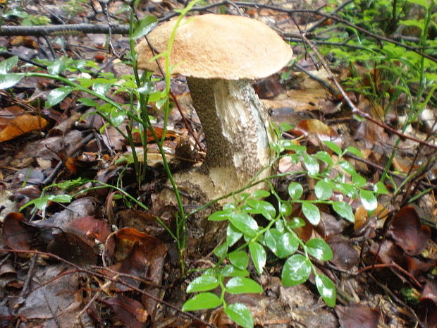 kozák brezový Leccinum scabrum (Bull.) Gray