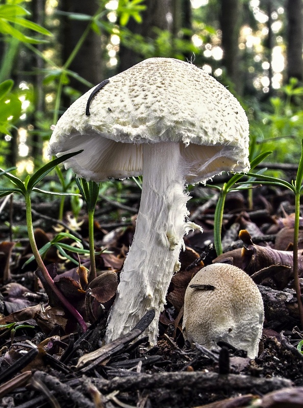 bedlička vlnatá Lepiota clypeolaria (Bull.) P. Kumm.