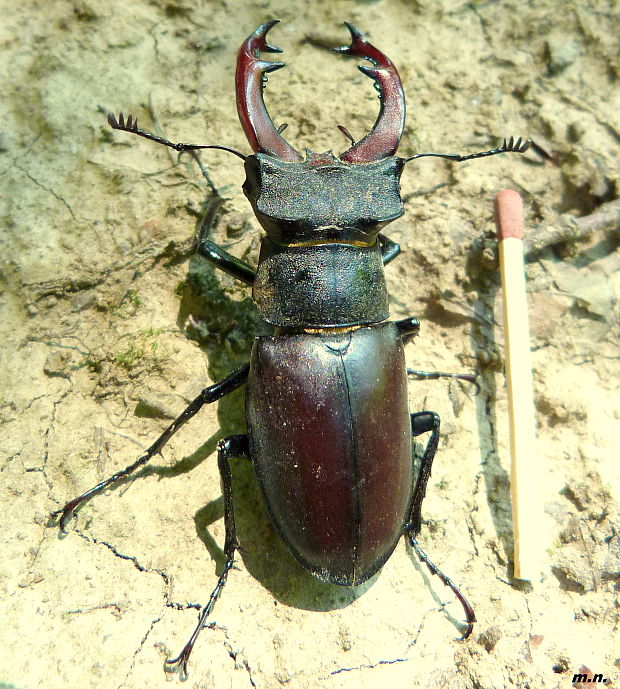 roháč veľký Lucanus cervus