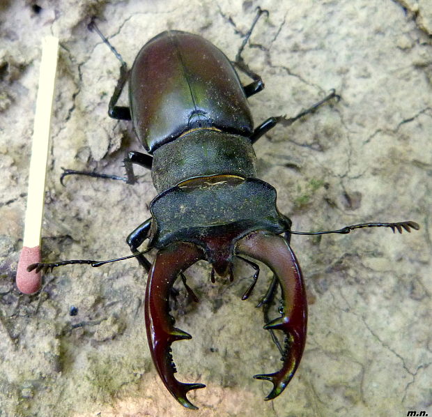 roháč veľký Lucanus cervus