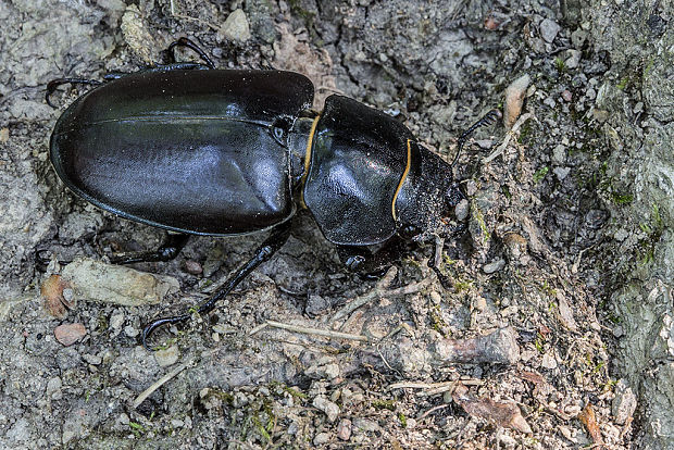 roháč obyčajný  Lucanus cervus