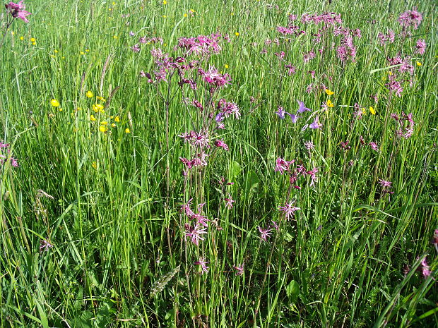 kukučka lúčna Lychnis flos-cuculi L.