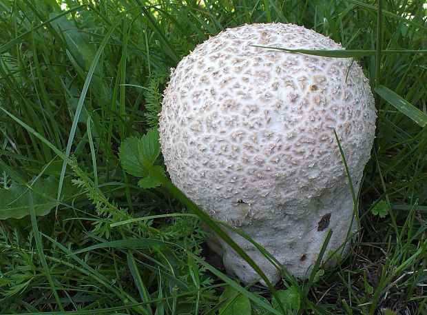 rozpadavec dlabaný Lycoperdon utriforme Bull.