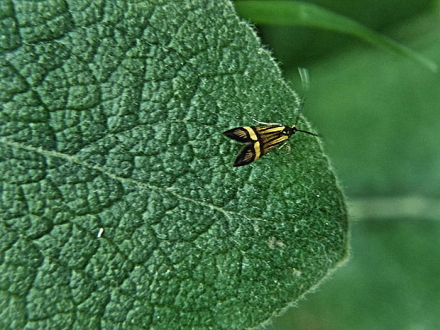 adéla De Geerova ♀ Nemophora degeerella Linnaeus, 1758