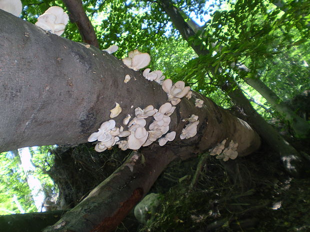 hliva buková Pleurotus pulmonarius (Fr.) Quél.