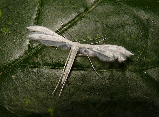 pierkavec povojový   Pterophorus pentadactyla