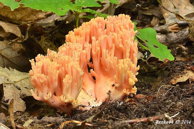 strapačka lososovoružová Ramaria subbotrytis (Coker) Corner