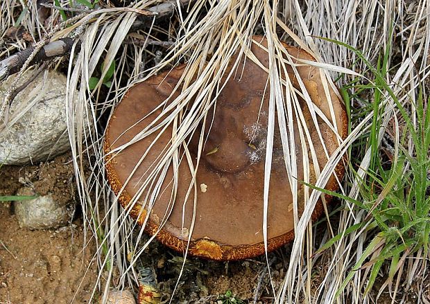 hríb zrnitohlúbikový Sutorius luridiformis (Rostk.) G. Wu & Zhu L. Yang