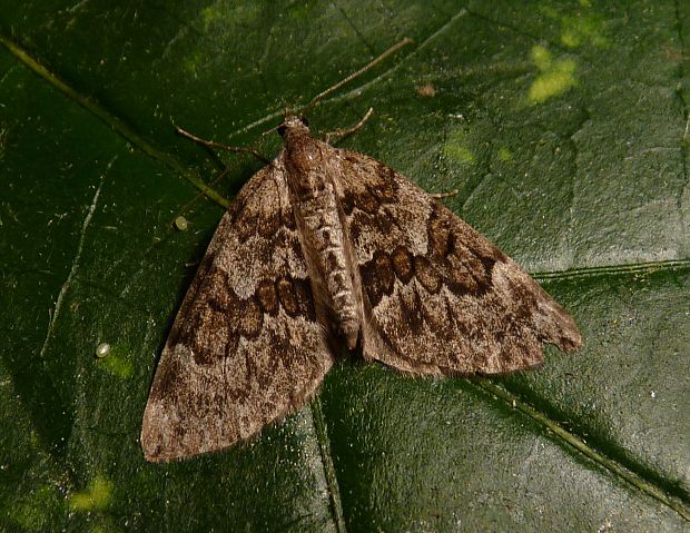 piadivka premenlivá Thera variata