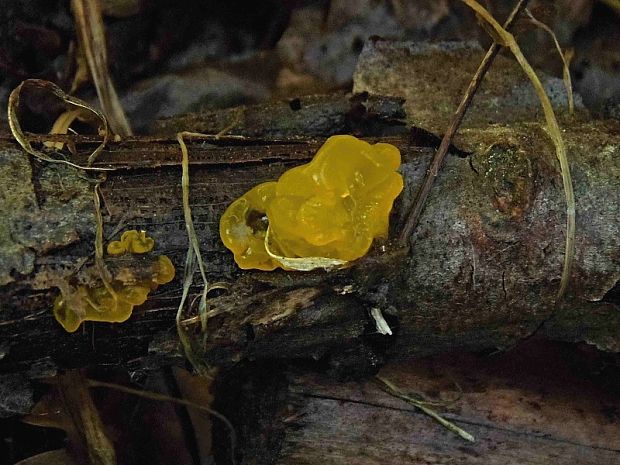 rôsolovka zlatožltá Tremella mesenterica Retz.