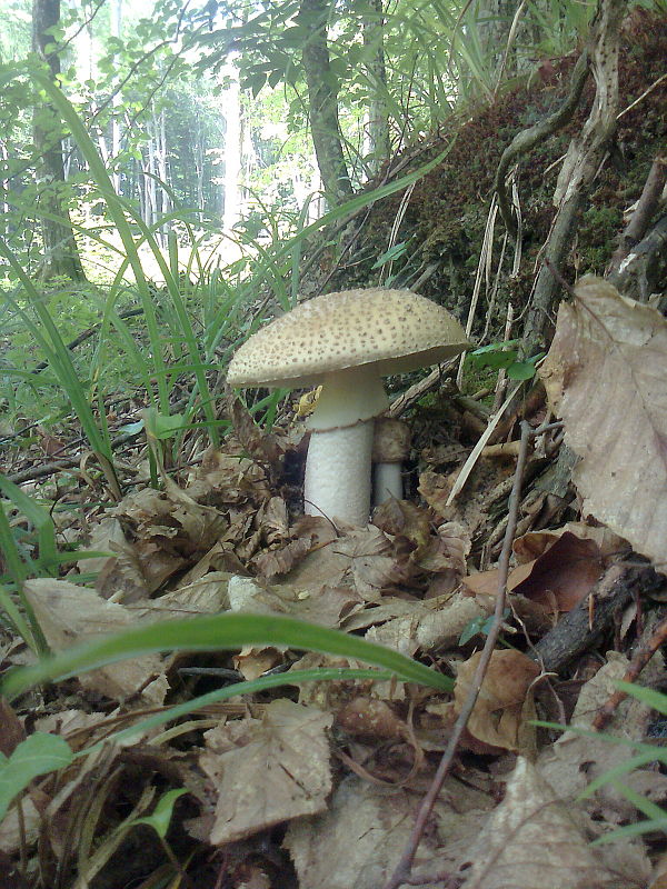 muchotrávka červenkastá Amanita rubescens Pers.