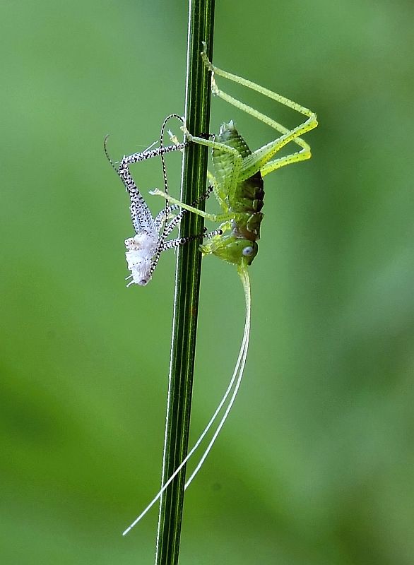 kobylka stromová - nymfa Barbitistes constrictus