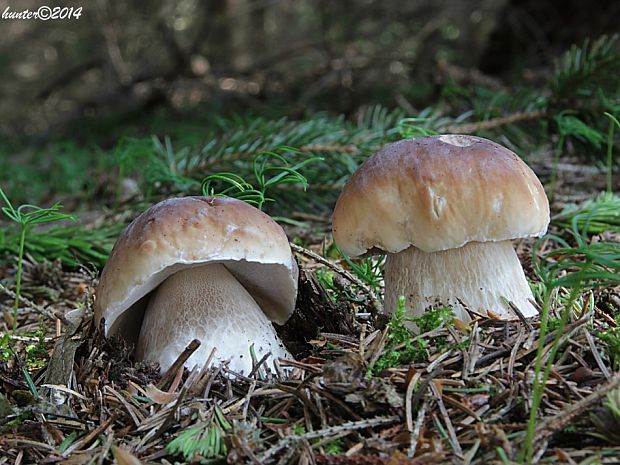 hríb smrekový Boletus edulis Bull.