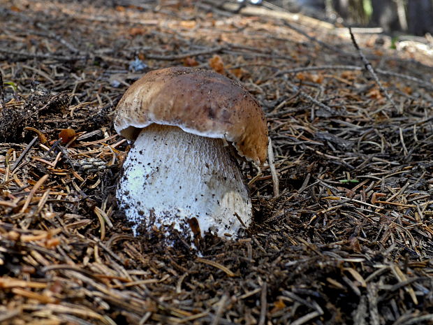 hríb smrekový Boletus edulis Bull.