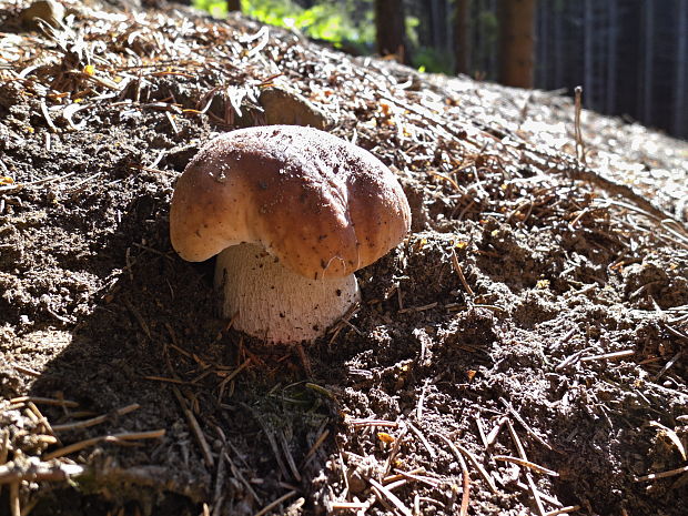 hríb smrekový Boletus edulis Bull.