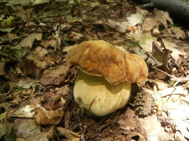 hríb dubový Boletus reticulatus Schaeff.