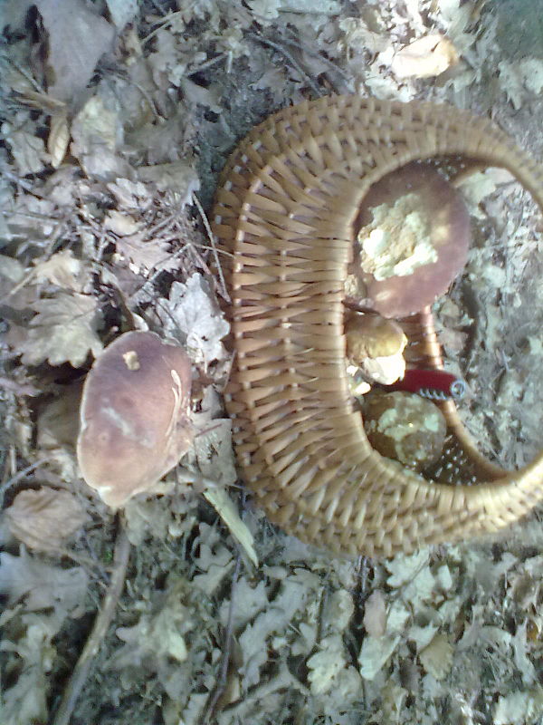 hríb dubový Boletus reticulatus Schaeff.