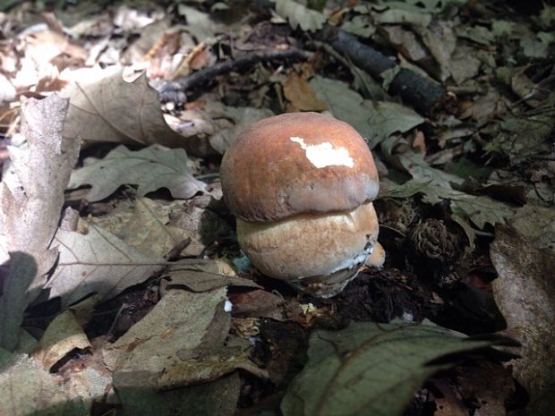 hríb dubový Boletus reticulatus Schaeff.