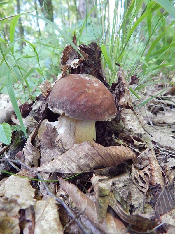 hríb dubový Boletus reticulatus Schaeff.