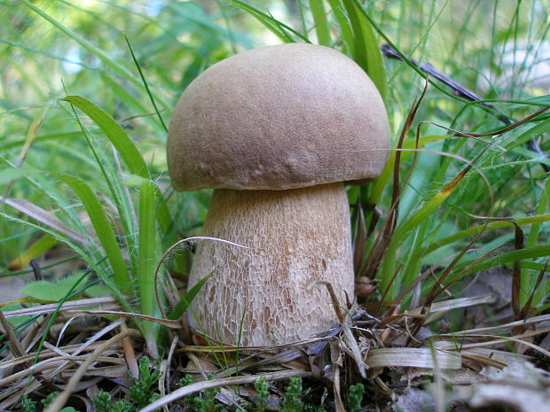 hríb dubový Boletus reticulatus Schaeff.