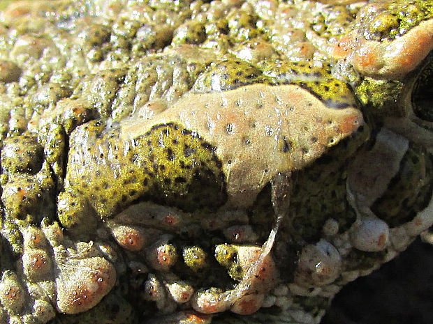 ropucha zelená Bufo viridis